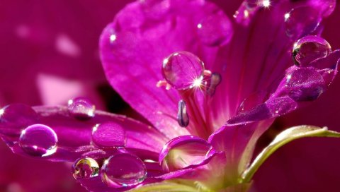 Природа, цветок, фиолетовый, капли, вода, лепестки, блестки