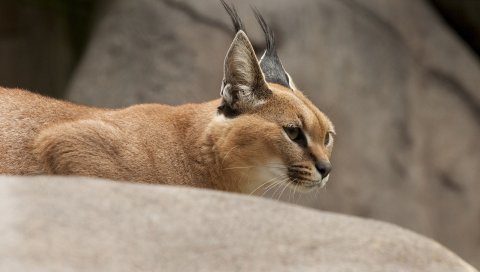 Каракал, дикая кошка, ходьба