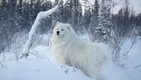 Собаки, снег, прогулки