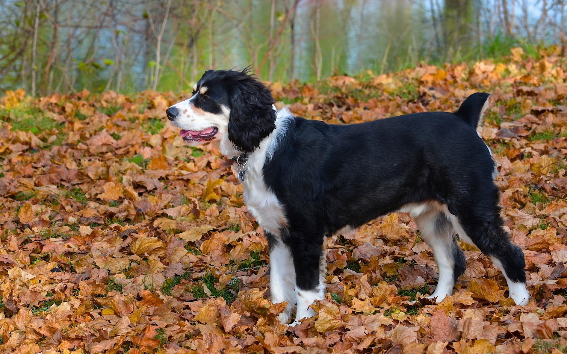 Leaf dog