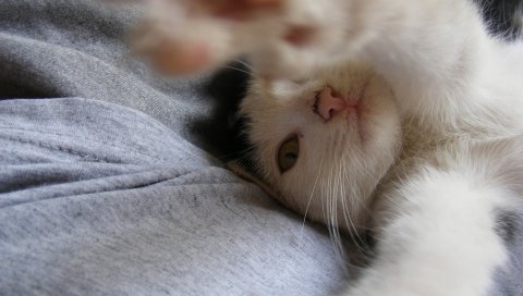 Кошка, морда, лапы, милые