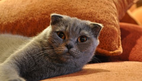 Кошка, взгляд, лежа, красивая
