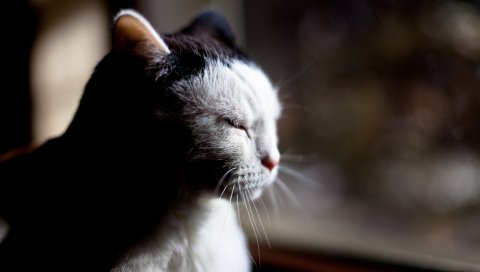 Кошка, морда, тень, глаза, усталость