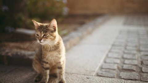 Кошка, улица, прогулка, сидеть