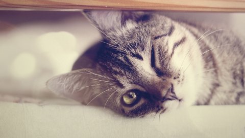 Кошка, подмигивание, взгляд