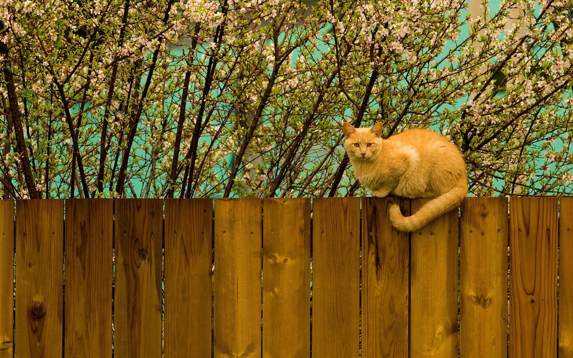 Картинки Кошка, забор, сидеть, природа фото и обои на рабочий стол