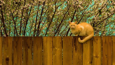 Кошка, забор, сидеть, природа