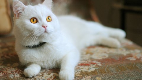 Кошка, лежа, лицо, белый