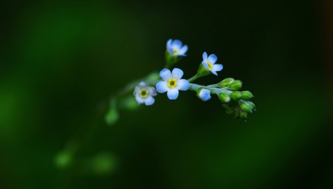 Цветок, фон, зеленый, растение