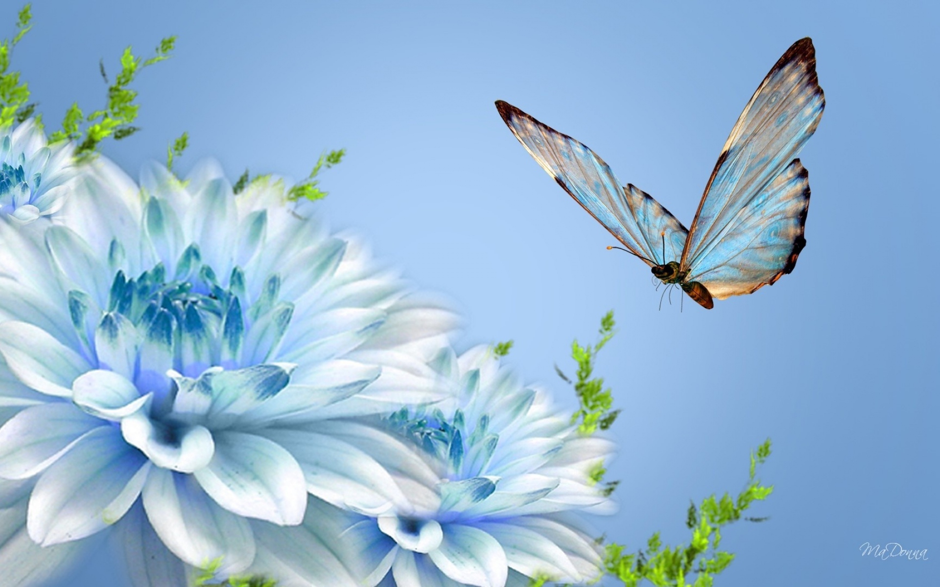 Картинки Бабочка, цветок, полет, макро фото и обои на рабочий стол