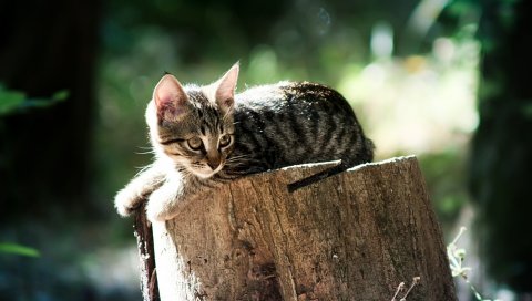 Кошка, лежа, пень, дерево, свет
