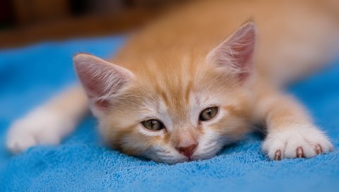 Котенок, усталый, ложись, лапа