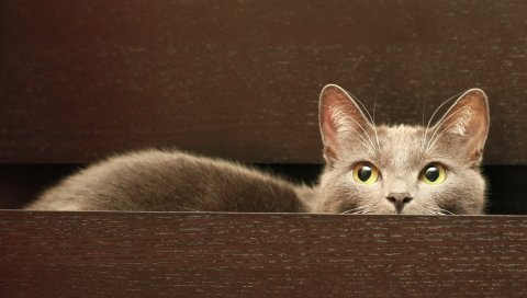 Кошка, сидеть, прятаться