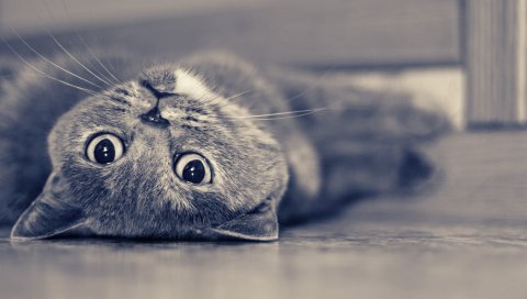 Кошка, лежа, лицо, мечта