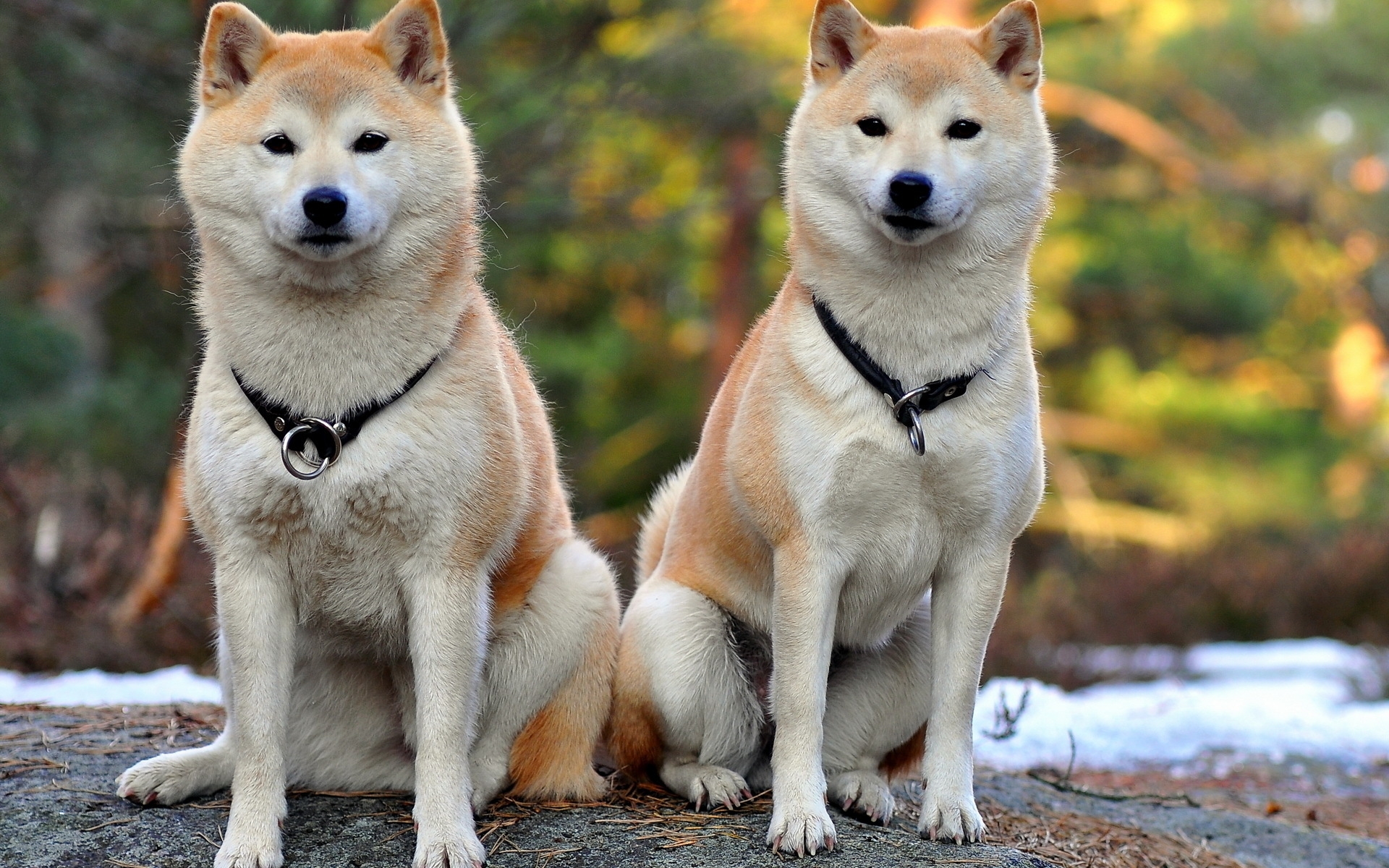 Картинки Akita inu, собака, пара, красивая фото и обои на рабочий стол