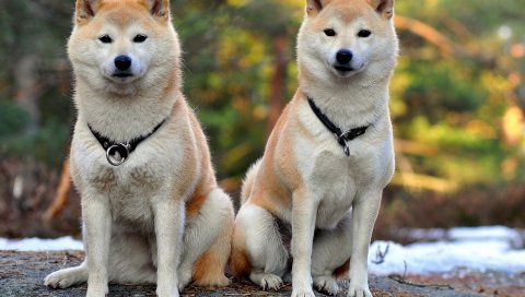 Akita inu, собака, пара, красивая