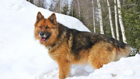 Собаки, снег, зима, прогулка