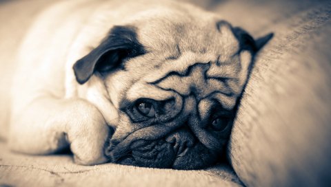 Мопс, ложь, сон, морда