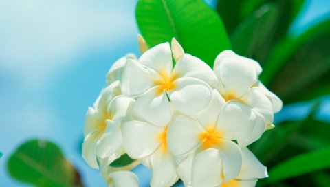 плюмерия, цветы,Лепестки