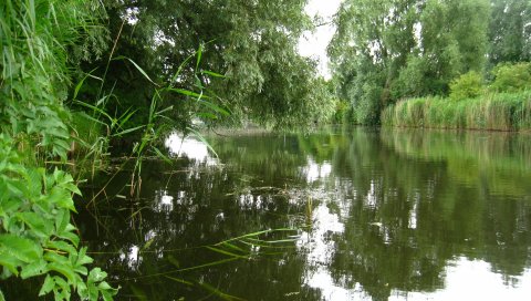 река, деревья, природа, лето
