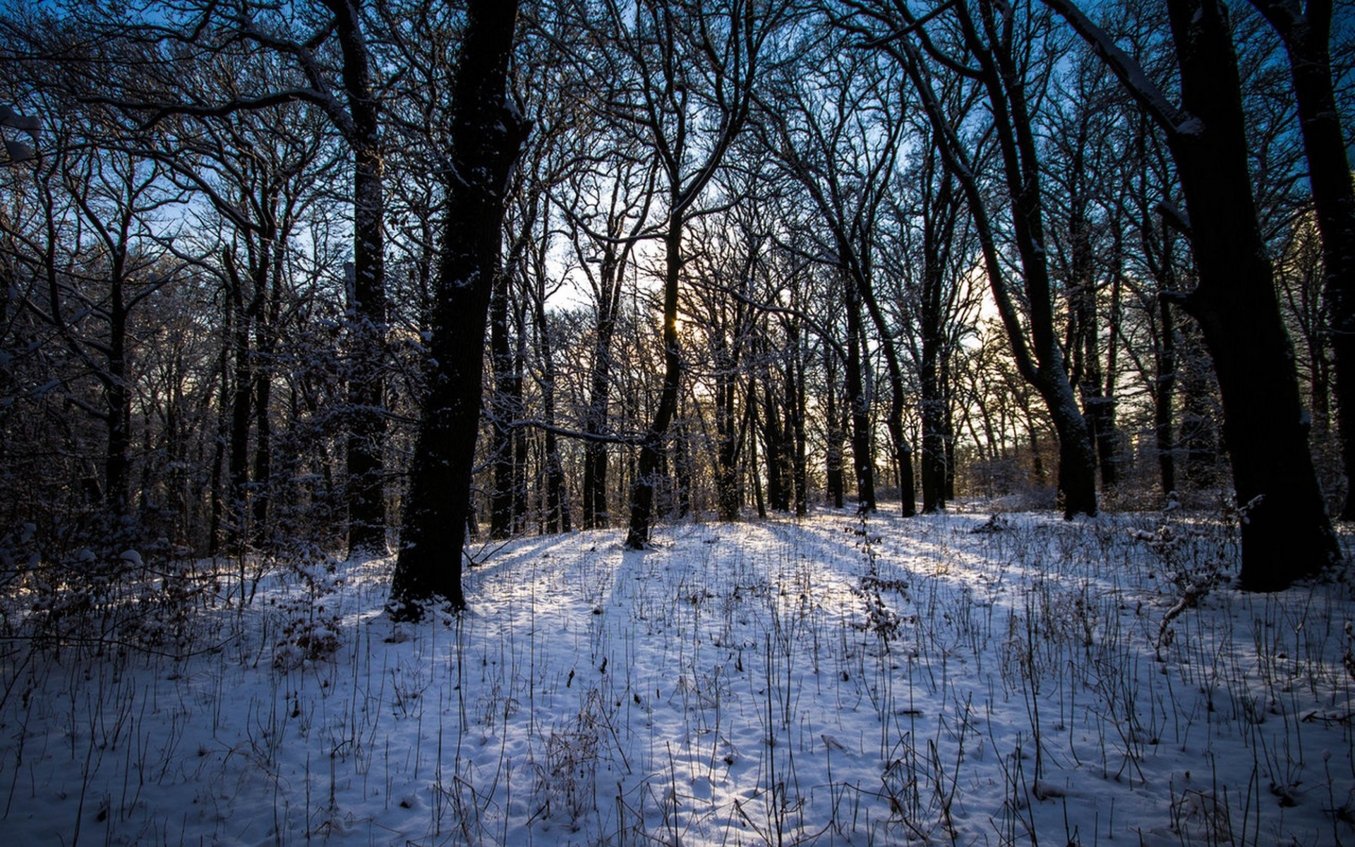 Картинки зима, лес,пейзаж фото и обои на рабочий стол