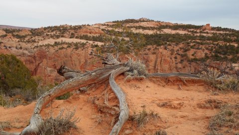 горы, коряга, природа, пейзаж
