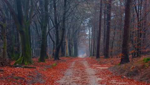 дорога, деревья, тропинка, листья