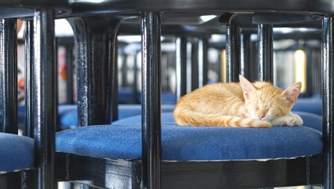 котенок,