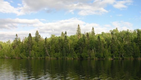 река, деревья,
