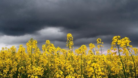трава, небо, свет ,