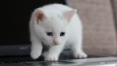Котенок, ноутбук, взгляд