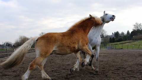 Поле, лошади,