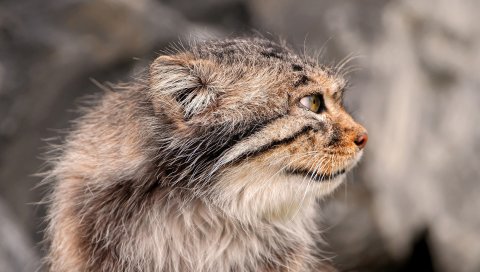 Паллас, паллас кошка, морда