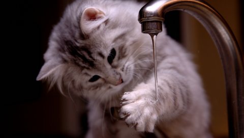 Котенок, кран, вода, струя
