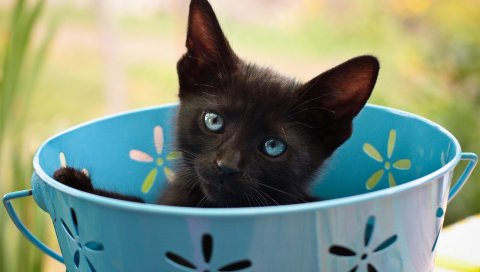 Котенок, ведро, взгляд, кошка