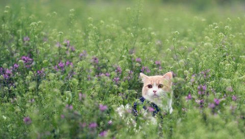 Кошка, трава, заглядывает