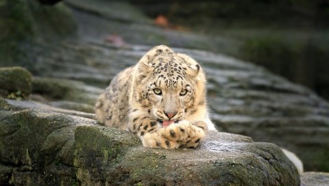 Леопард, камни, ложиться, отдыхать