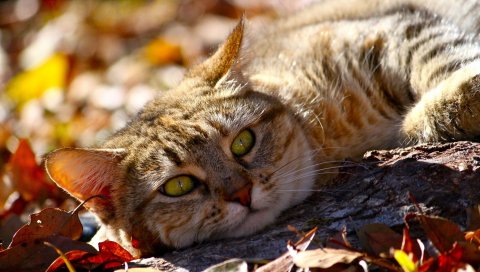 Кошка, осень, листва, ложь