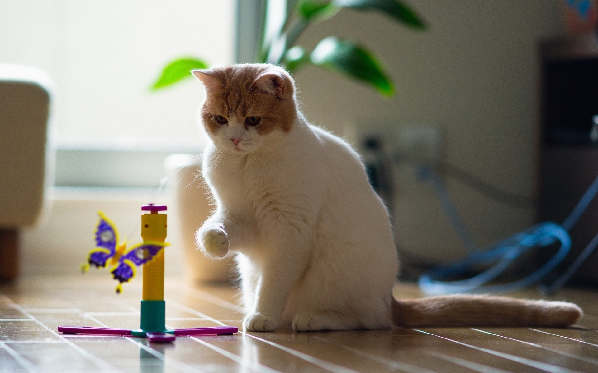 Картинки Кошка, игривая, взгляд, игрушка фото и обои на рабочий стол