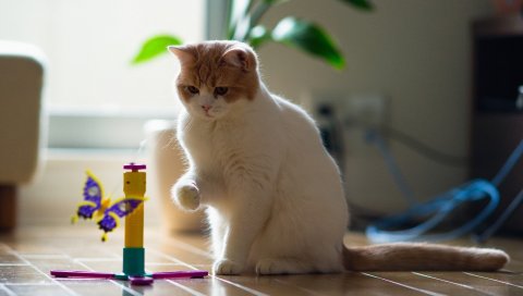Кошка, игривая, взгляд, игрушка