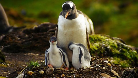Пингвины, трава, птицы, пара