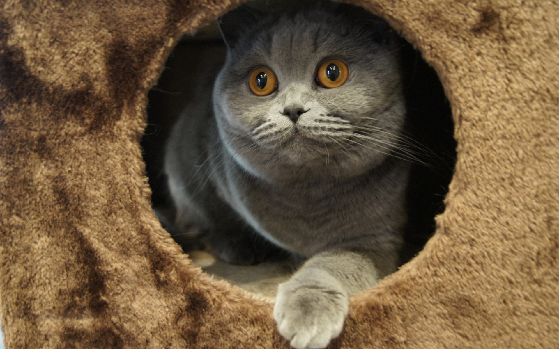 Картинки Кошка, игривая, сидящая, серая фото и обои на рабочий стол