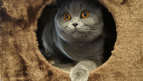 Кошка, игривая, сидящая, серая