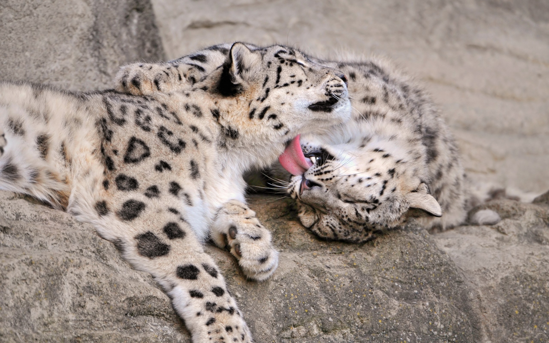 Картинки Снежный леопард, пара, уход фото и обои на рабочий стол