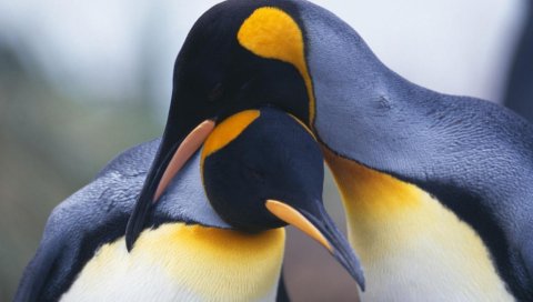Пингвины, пара, птичий клюв