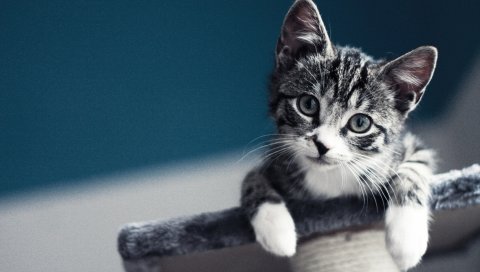 Котенок, ребенок, взгляд