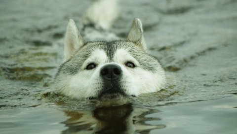 Собаки, вода, морда