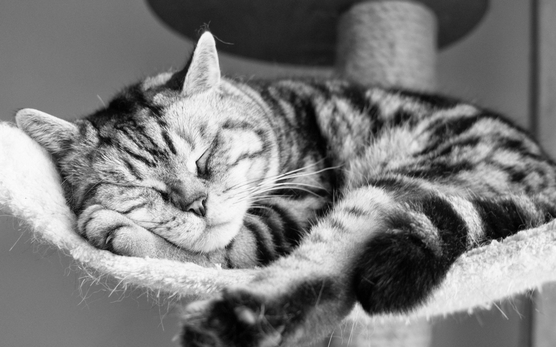 Картинки Кошка, лежа, спящая, полосатая, черно-белая фото и обои на рабочий стол
