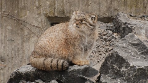 Паллады, камни, сидеть