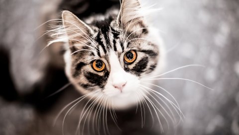 Кошка, морда, глаза, усы